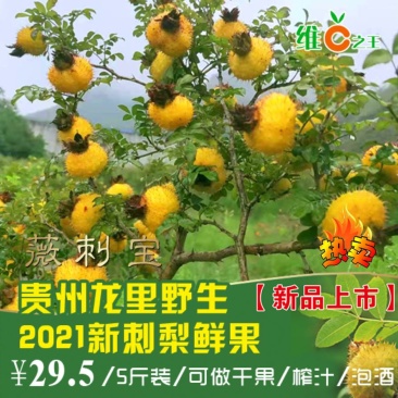 贵州刺梨鲜果2021年鲜刺梨vc果王现摘100公斤起售