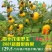 贵州刺梨鲜果2021年鲜刺梨vc果王现摘100公斤起售