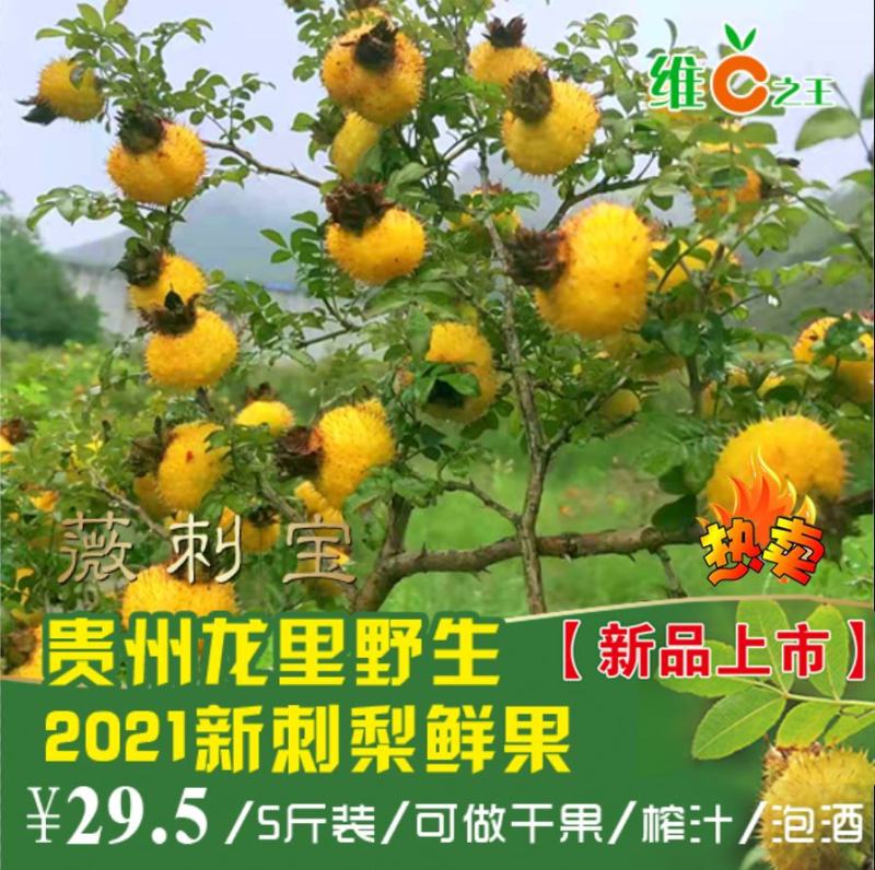 贵州刺梨鲜果2021年鲜刺梨vc果王现摘100公斤起售