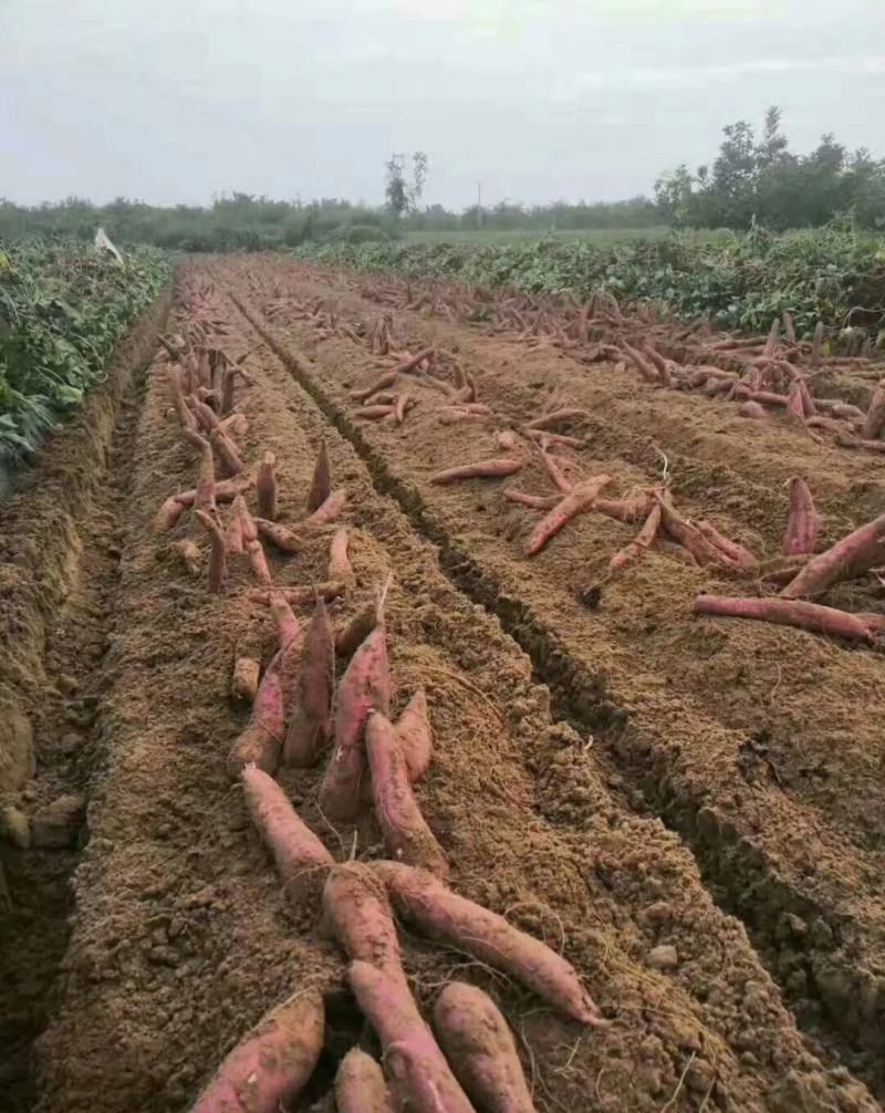板栗红薯秦薯产地直发，对接各种平台加工厂