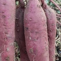 板栗红薯秦薯产地直发，对接各种平台加工厂