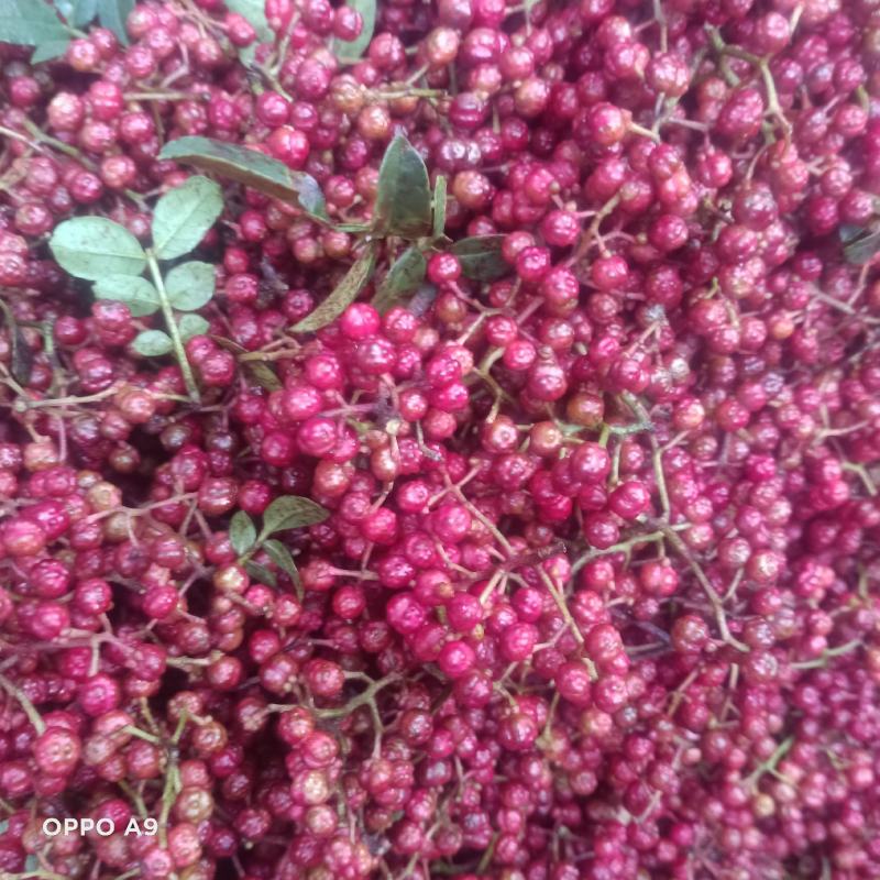 新鲜活花椒，颜色好，又麻又香，调味中精品，