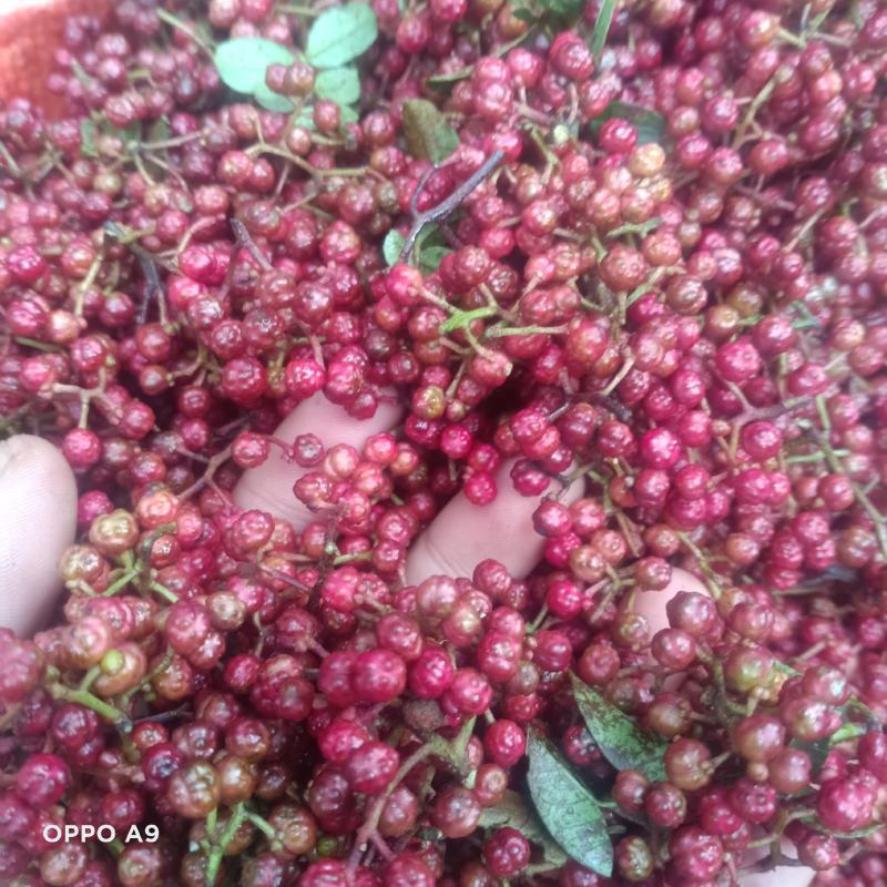 新鲜活花椒，颜色好，又麻又香，调味中精品，