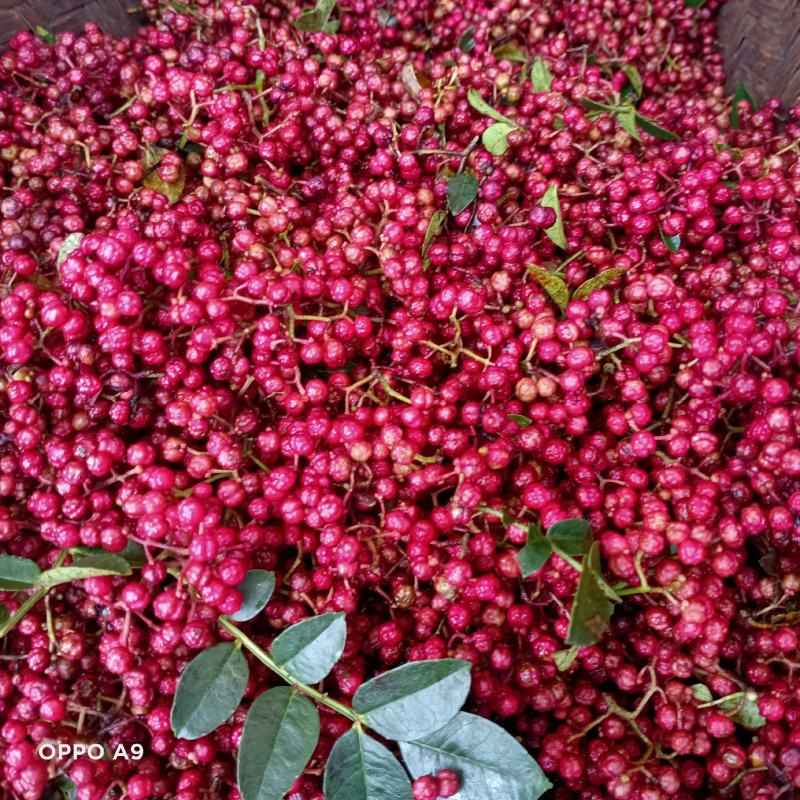 新鲜活花椒，颜色好，又麻又香，调味中精品，
