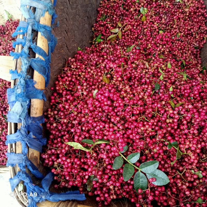 新鲜活花椒，颜色好，又麻又香，调味中精品，