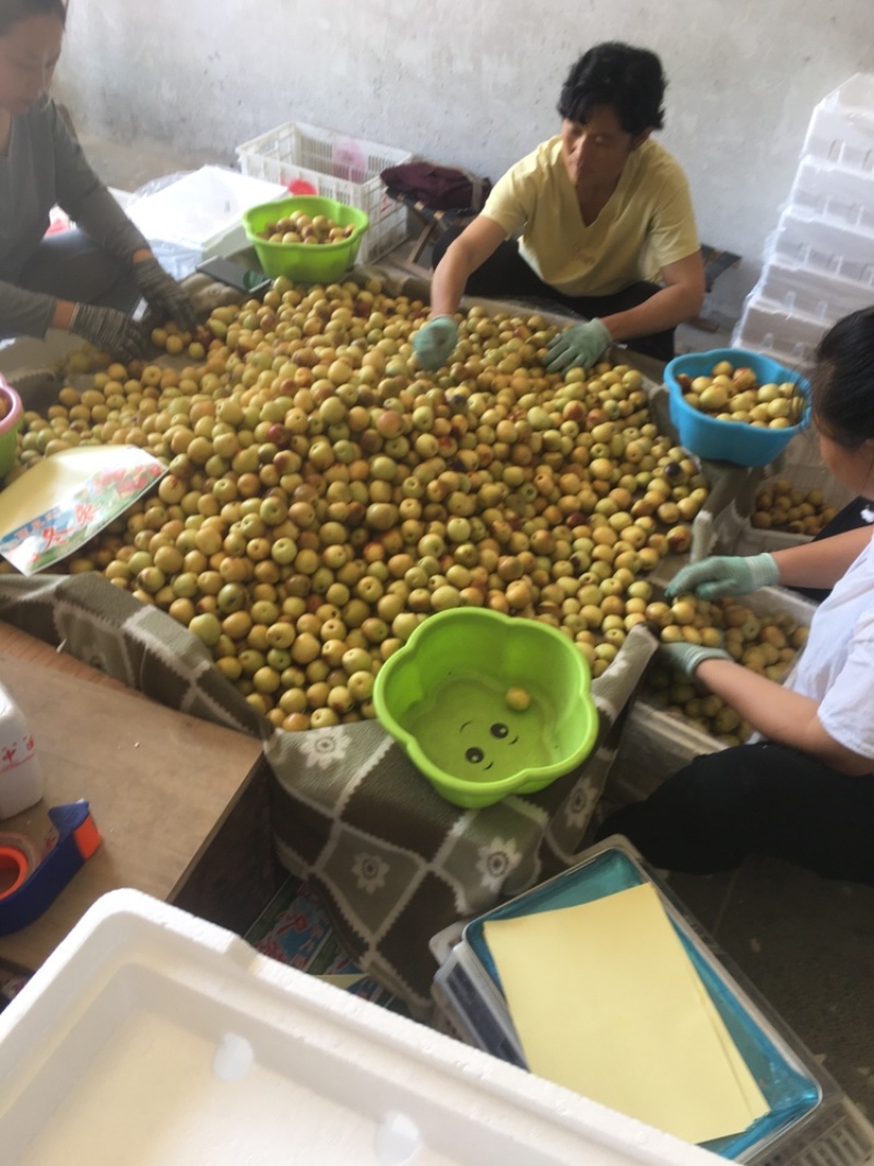 精品冬枣色泽鲜艳口感脆甜可视频看货一件代发