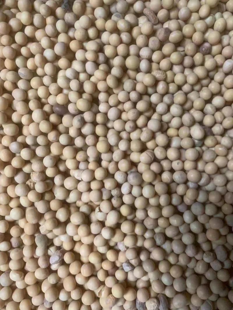 进口大豆巴西大豆阿根廷大豆国产大豆安徽大豆东北大豆一级
