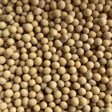 进口大豆巴西大豆阿根廷大豆国产大豆安徽大豆东北大豆一级