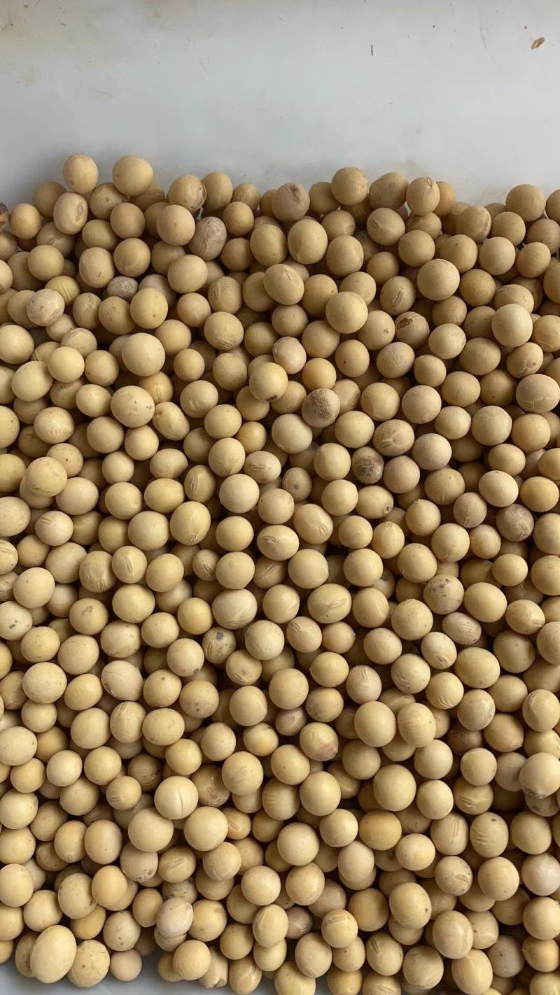 进口大豆巴西大豆阿根廷大豆国产大豆安徽大豆东北大豆一级
