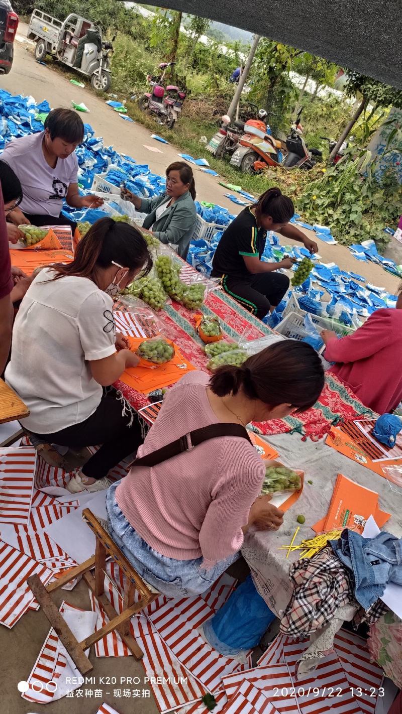 安徽阳光玫瑰葡萄，口感纯甜，产地直发，质量保证，一条龙服务！