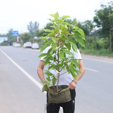 白兰花盆栽花卉植物室内玉兰树苗带花苞四季开花浓香黄玉兰角