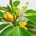 白兰花盆栽花卉植物室内玉兰树苗带花苞四季开花浓香黄玉兰角