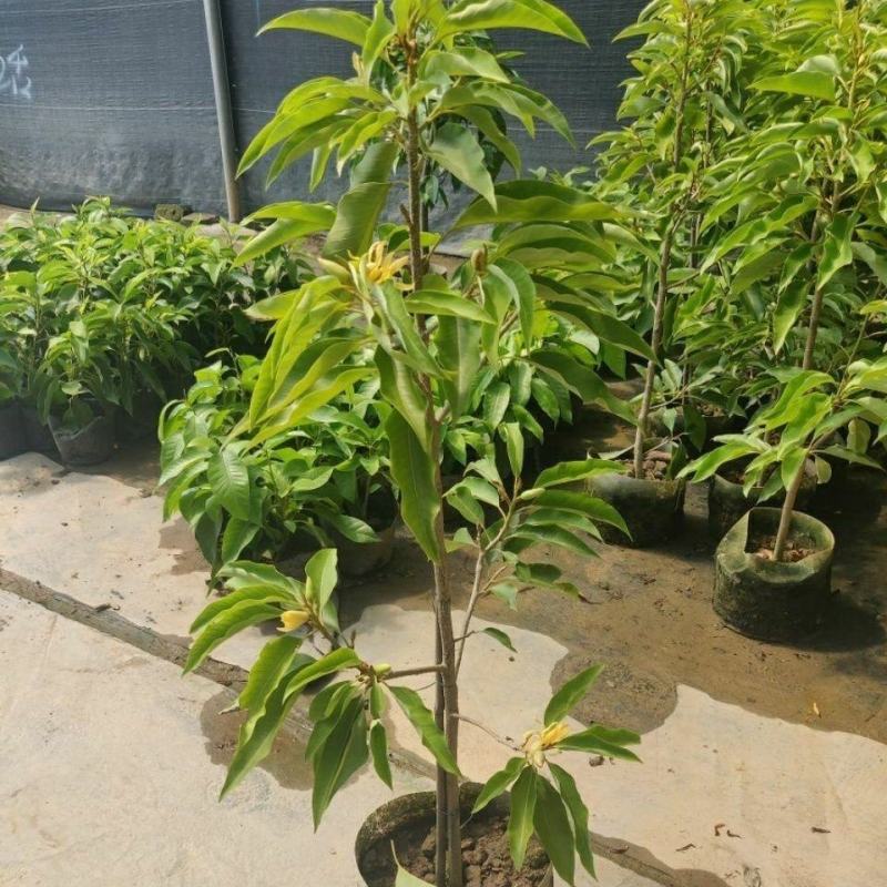 白兰花盆栽花卉植物室内玉兰树苗带花苞四季开花浓香黄玉兰角