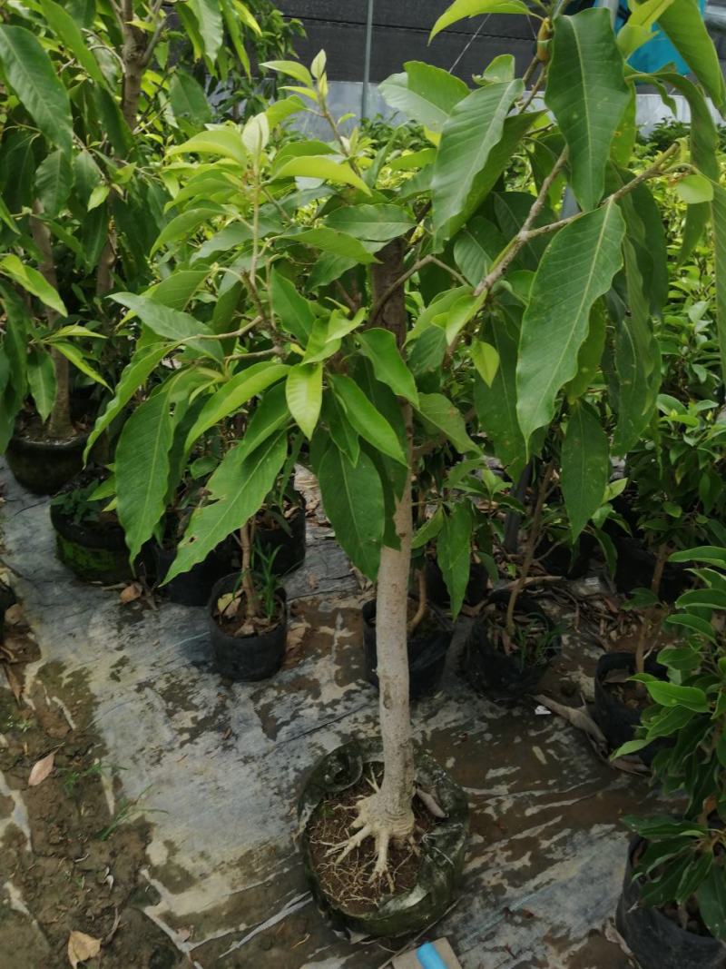 白兰花盆栽花卉植物室内玉兰树苗带花苞四季开花浓香黄玉兰角