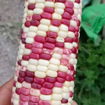 甜玉米