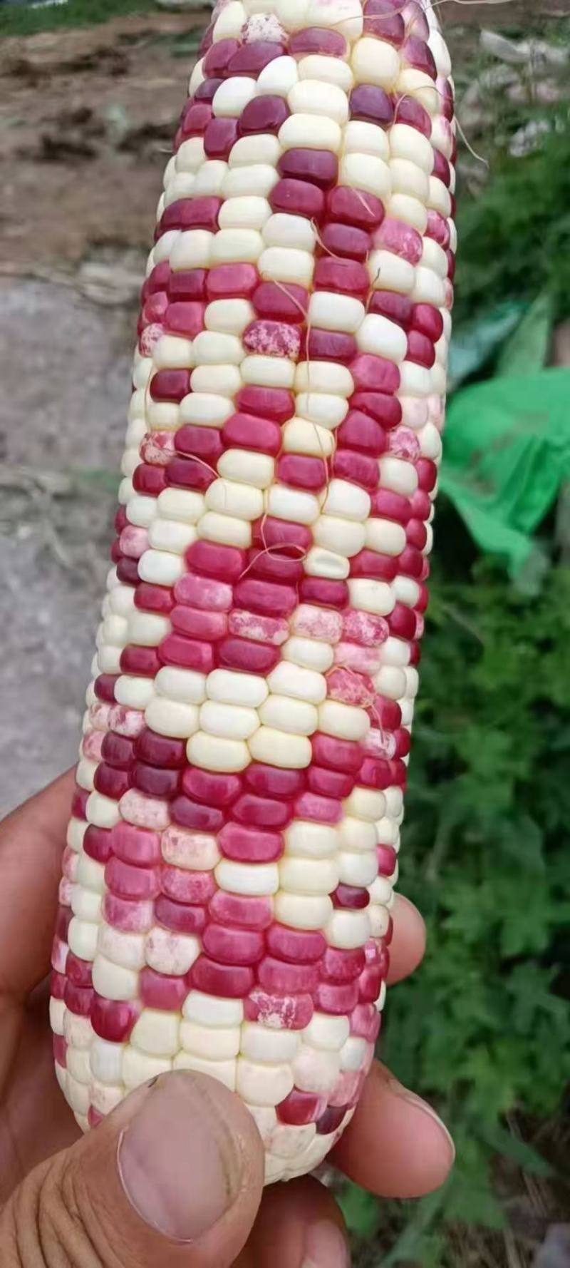 甜玉米