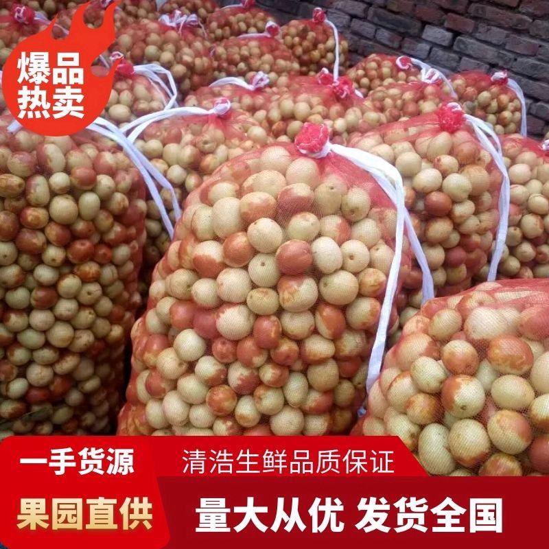 冬枣山东沾化冬枣鲜枣脆甜可口基地直供电商对接