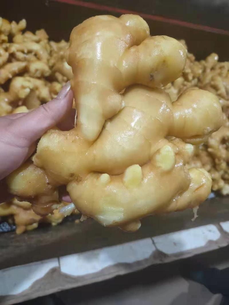 大黄姜生姜电商，团购，商超批发，烂坏包陪支持一件代发