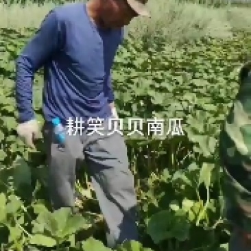 贝贝南瓜地里照片视频大量有货需要联系我就好。