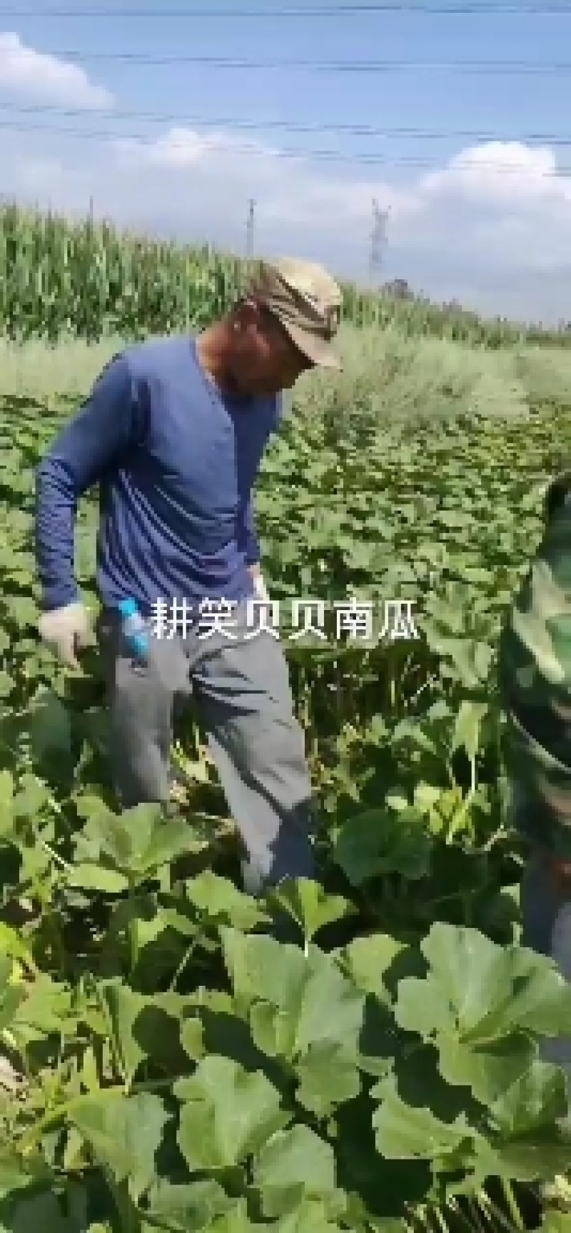 贝贝南瓜地里照片视频大量有货需要联系我就好。