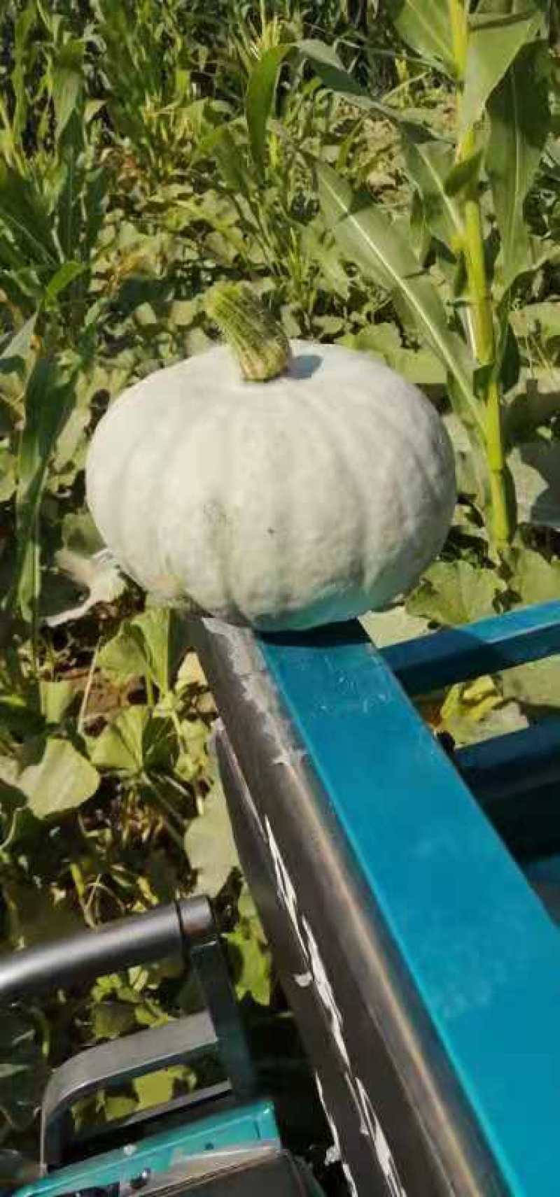 贝贝南瓜地里照片视频大量有货需要联系我就好。