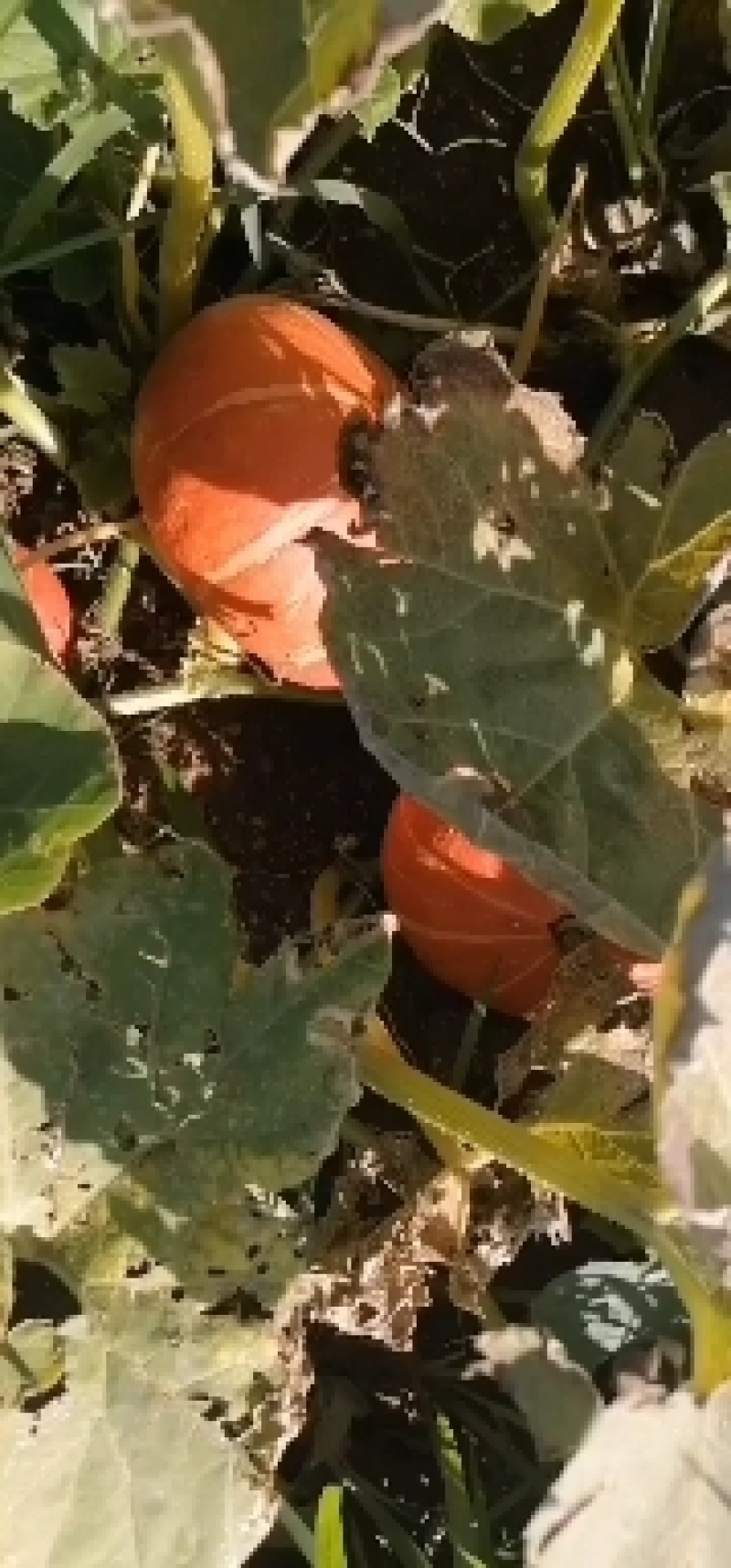 贝贝南瓜地里照片视频大量有货需要联系我就好。