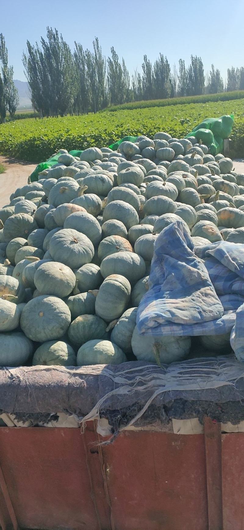贝贝南瓜地里照片视频大量有货需要联系我就好。