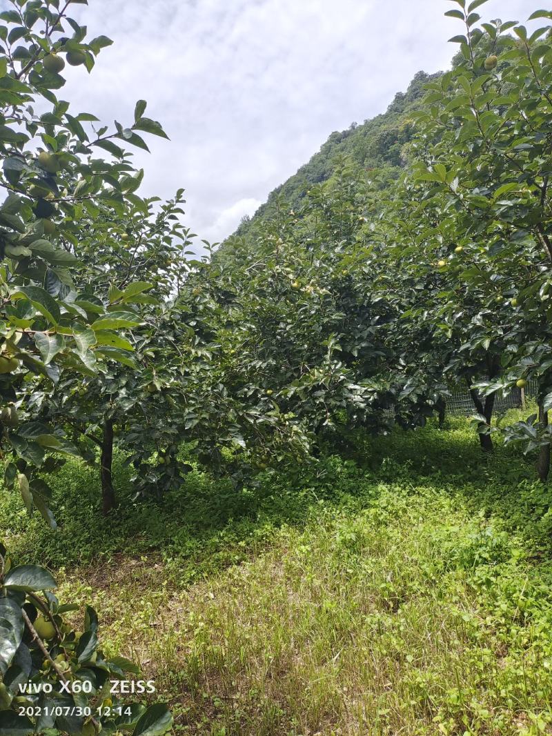 脆柿