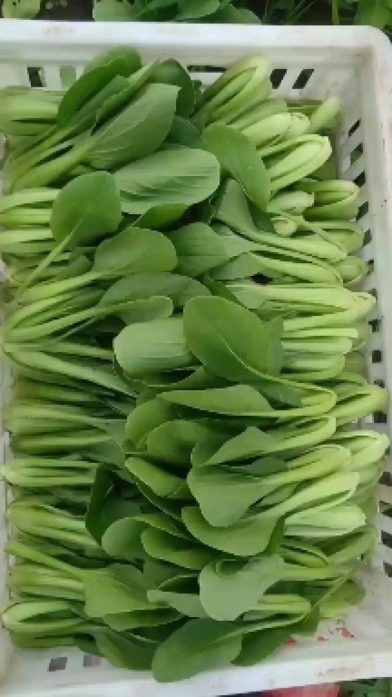 安徽太和上海青种植基地，产地直发价格优惠欢迎联系