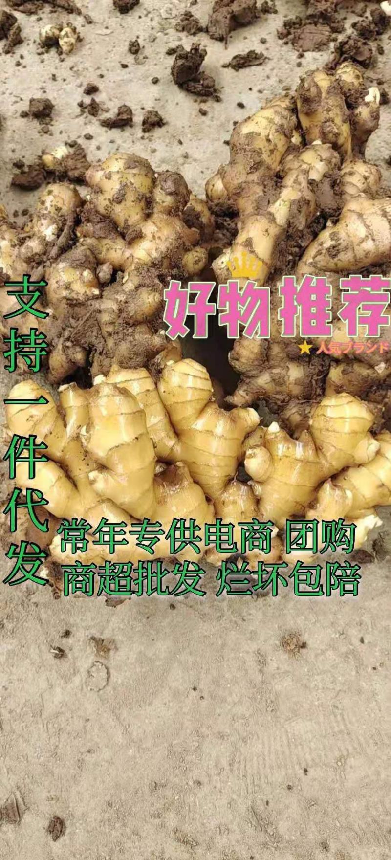 小黄姜生姜，一件代发电商，团购，现挖现发，支持全国发货