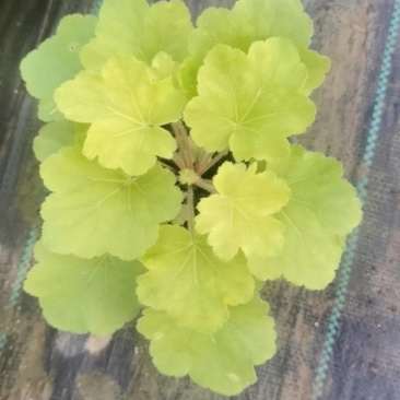 矾根