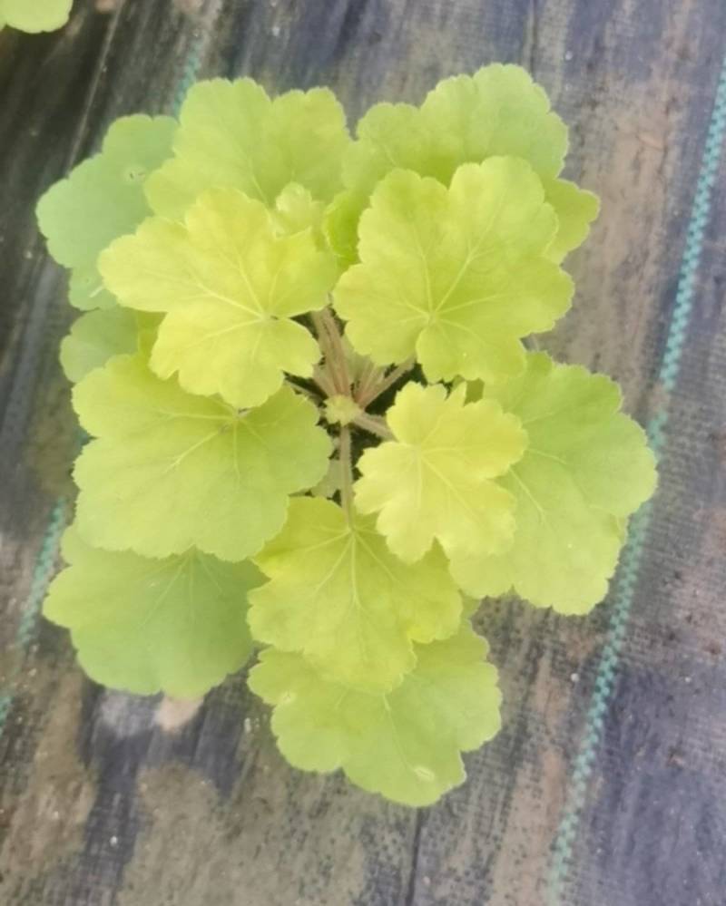 矾根