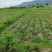 四川成都土豆产地直销黄皮黄心价格便宜量大从优