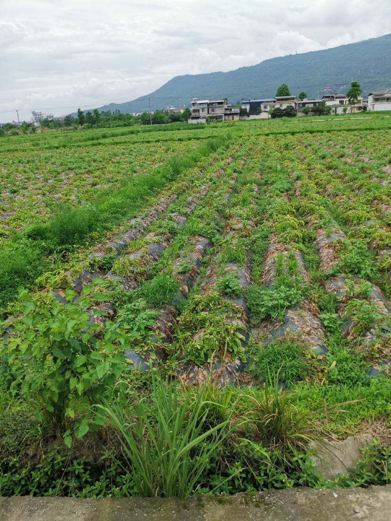 四川成都土豆产地直销黄皮黄心价格便宜量大从优