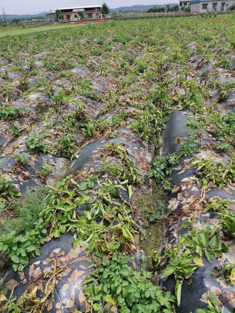 四川成都土豆产地直销黄皮黄心价格便宜量大从优