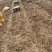 四川成都土豆产地直销黄皮黄心价格便宜量大从优