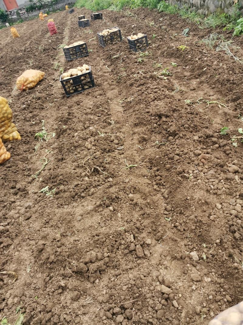 四川成都土豆产地直销黄皮黄心价格便宜量大从优