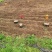 四川成都土豆产地直销黄皮黄心价格便宜量大从优