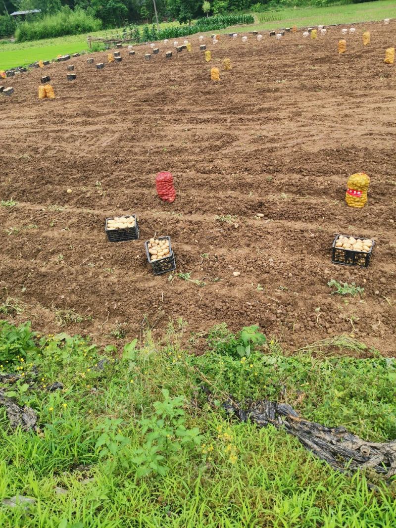 四川成都土豆产地直销黄皮黄心价格便宜量大从优