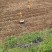 四川成都土豆产地直销黄皮黄心价格便宜量大从优