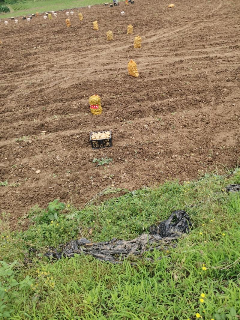 四川成都土豆产地直销黄皮黄心价格便宜量大从优