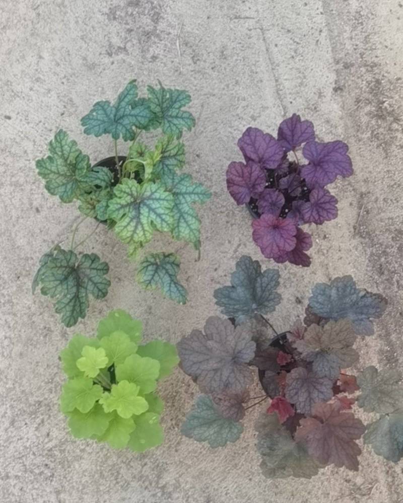 矾根
