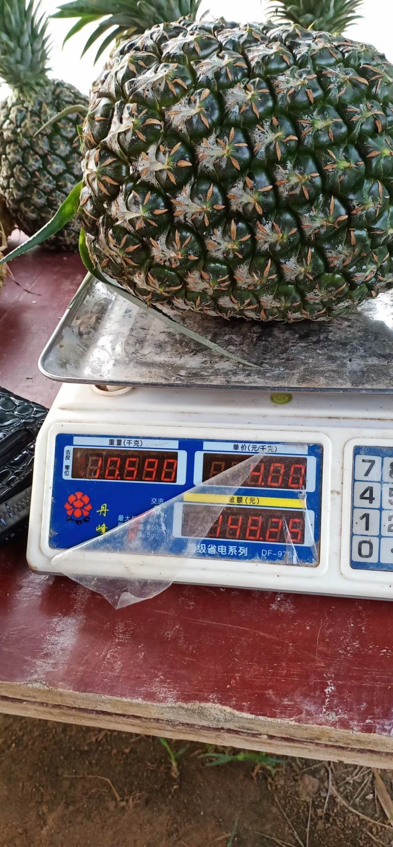 西瓜凤梨苗地菠萝苗高产6-10斤