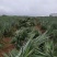 西瓜凤梨苗地菠萝苗高产6-10斤