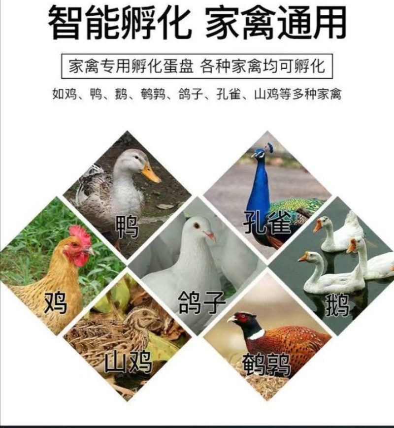孵化器全自动家用孵化机鸡蛋孵化箱鸽子鹌鹑鸟鸭鹅中小型孵化