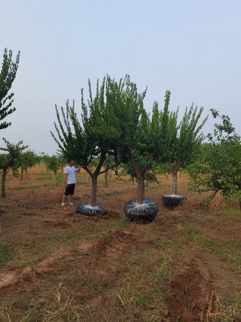 红梅，红梅树，精品红梅，大骨架红梅，红梅基地