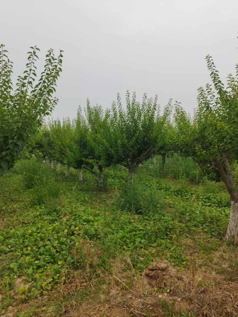 红梅，红梅树，精品红梅，大骨架红梅，红梅基地
