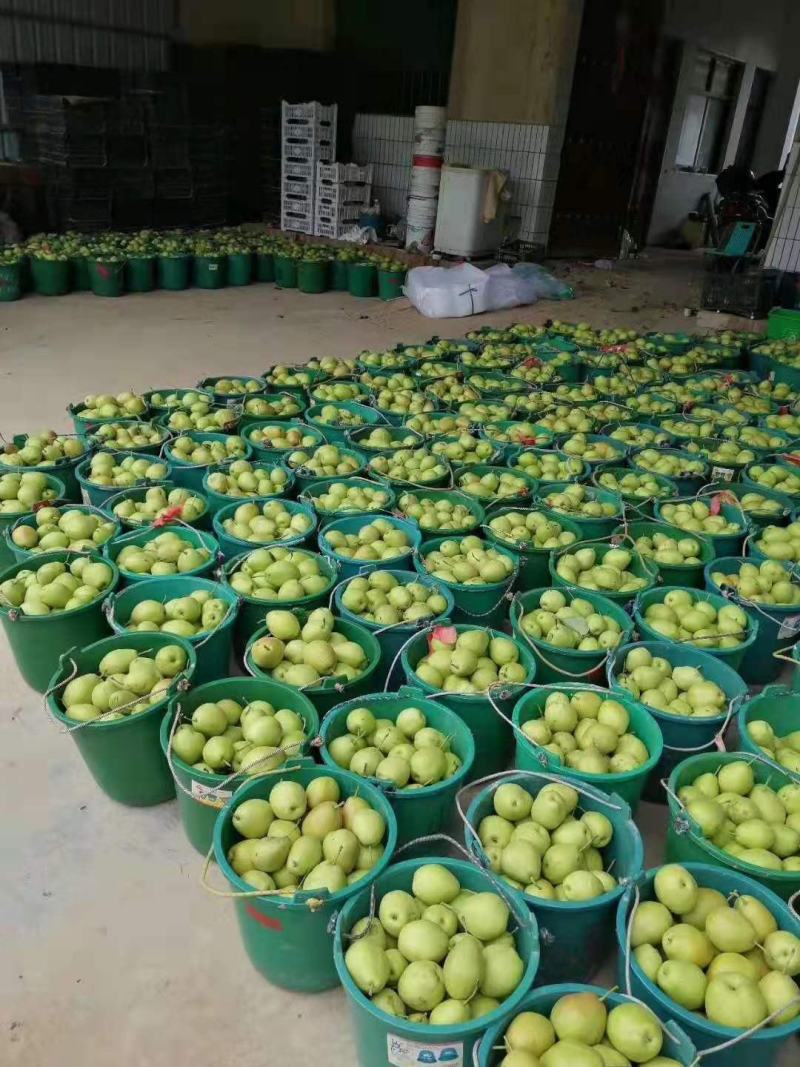 陕西【红香酥】梨大量上市中！产地直销，一手货源！物美价廉