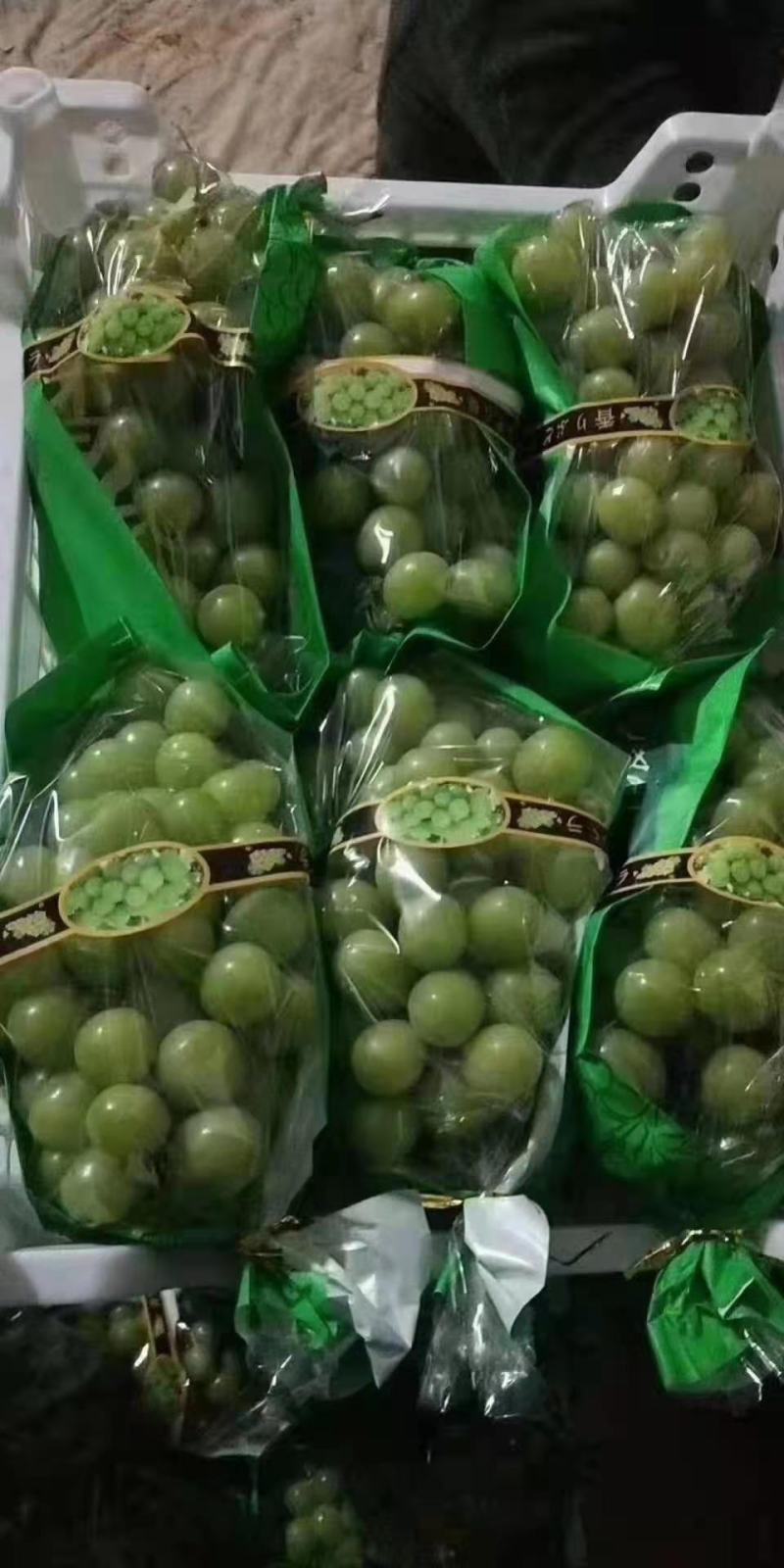 阳光玫瑰大量上市中！产地直销，一手货源，可以代发