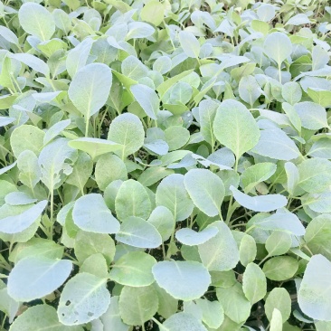 青梗白面散花菜花苗，常年供应各种花菜苗质量优美，尽快发货